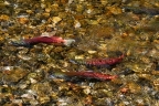 Kokanee Salmon return to Taylor Creek